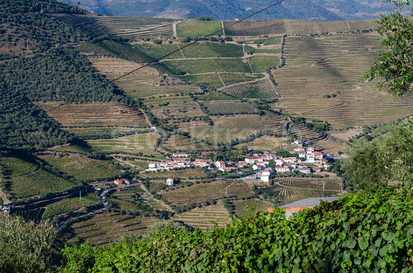 vineyars in Douro Valley Stock photo © homydesign