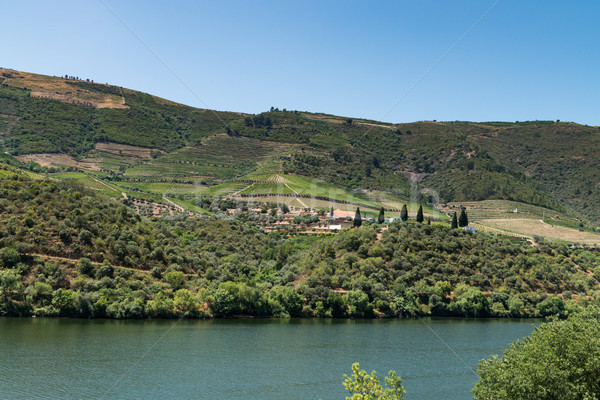 Stock photo: Point of view shot of terraced vineyards in Douro Valley