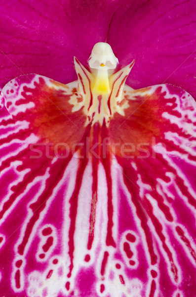 Pansy Orchid - Miltonia Lawless Falls  Stock photo © homydesign