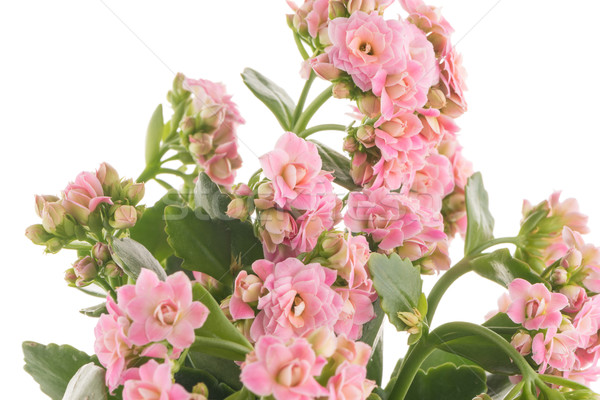 Kalanchoe Calandiva flowers Stock photo © homydesign