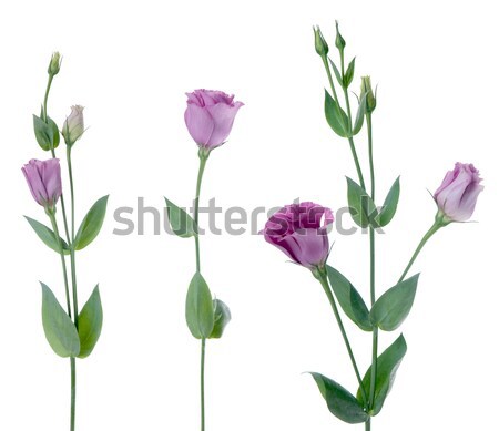 Stock photo: Beautiful pink flowers