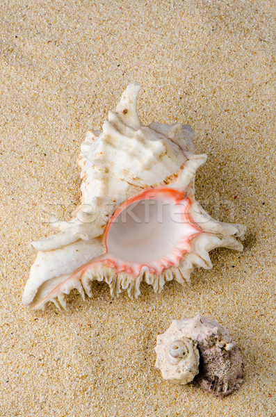Conchs and shells  Stock photo © homydesign