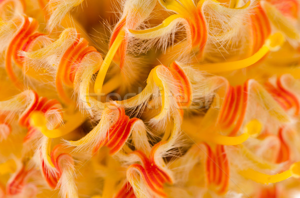 Pincushion Protea Stock photo © homydesign