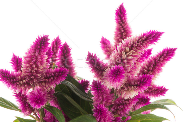 Cockscomb celosia spicata plant Stock photo © homydesign