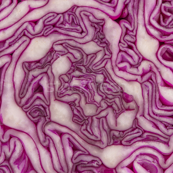 Close up view of a purple cabbage Stock photo © homydesign