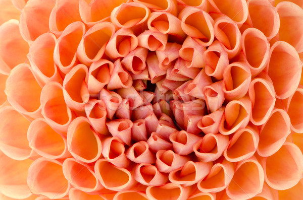 Stockfoto: Dahlia · mooie · oranje · Geel · bloem