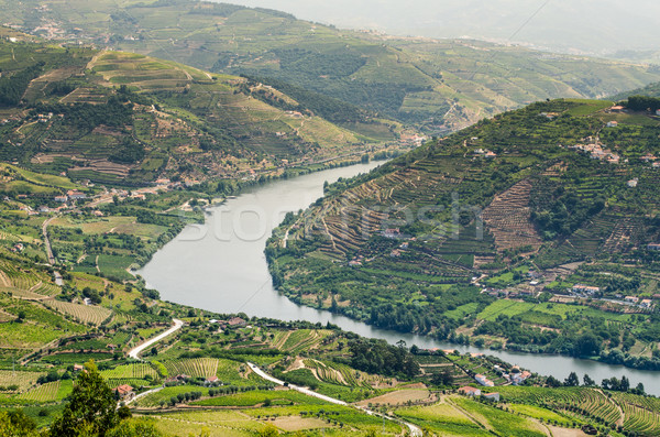 vineyars in Douro Valley Stock photo © homydesign