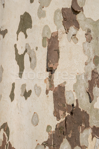 Closeup cracked skin of trunk  Stock photo © homydesign