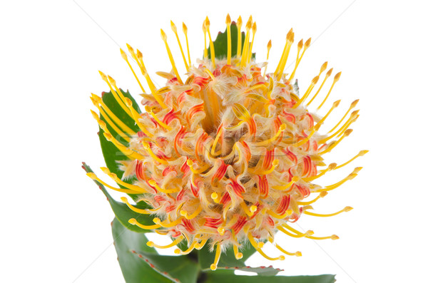 Stock photo: Pincushion Protea