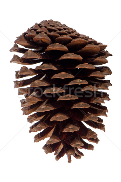 Pine cone  Stock photo © homydesign