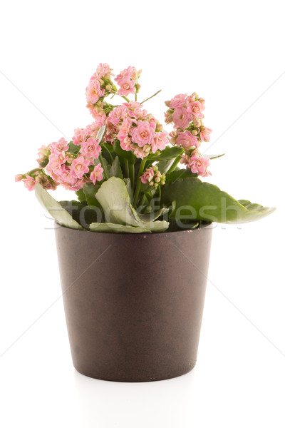 Kalanchoe Calandiva flowers Stock photo © homydesign