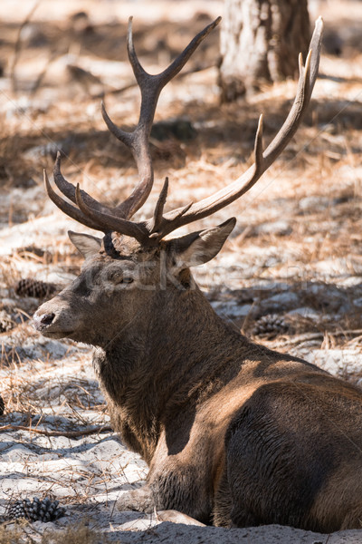 Bull Elk Stock photo © homydesign