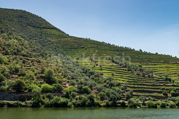 Point of view shot of terraced vineyards in Douro Valley Stock photo © homydesign