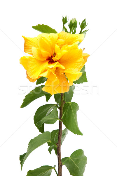 Yellow hibiscus flower Stock photo © homydesign