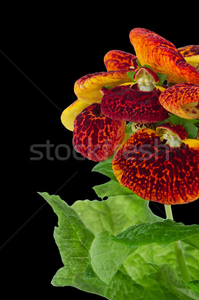 Closeup of yellow and red calceolarua flowers Stock photo © homydesign