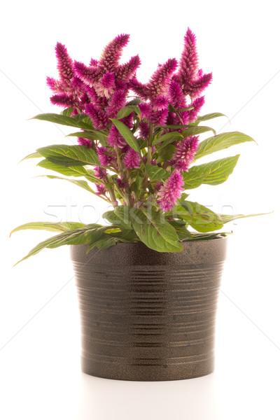 Cockscomb celosia spicata plant Stock photo © homydesign