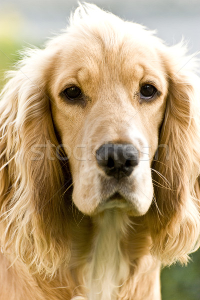 Portret câine ochi Animale de companie blană Imagine de stoc © homydesign
