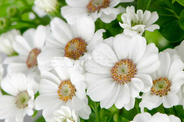 Hermosa crisantemo flores flor primavera resumen Foto stock © homydesign