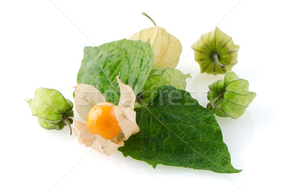 Physalis Stock photo © homydesign