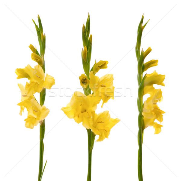 Yellow gladiolus Stock photo © homydesign