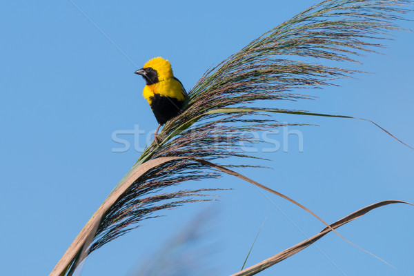 Golden Bishop bird Stock photo © homydesign