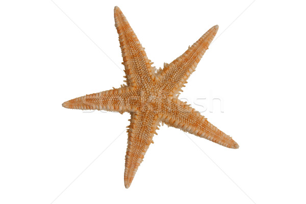 Sea star Stock photo © homydesign