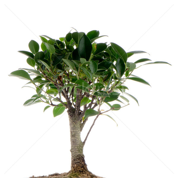Cinese verde bonsai albero isolato bianco Foto d'archivio © homydesign
