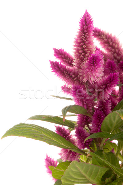 Cockscomb celosia spicata plant Stock photo © homydesign