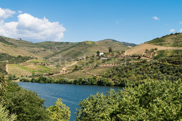 Vale vinho região norte Portugal unesco Foto stock © homydesign