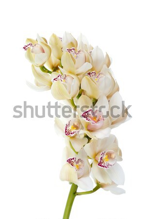 Orchid flower Stock photo © homydesign