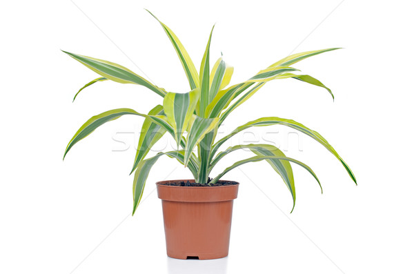 Stock photo: Houseplant