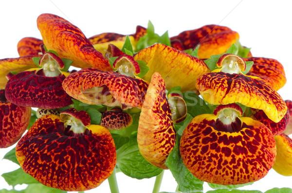 Closeup of yellow and red calceolarua flowers Stock photo © homydesign