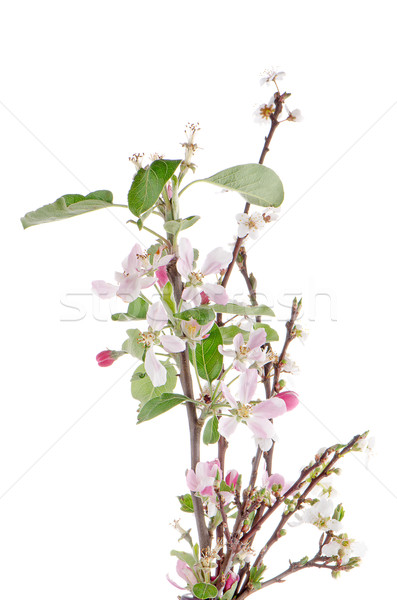 Closeup of Apple blossoms Stock photo © homydesign