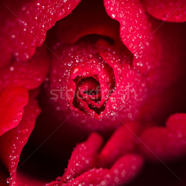 Rose Red fleur haut vue rose [[stock_photo]] © homydesign