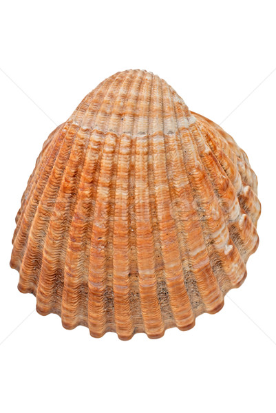 Sea conch  Stock photo © homydesign