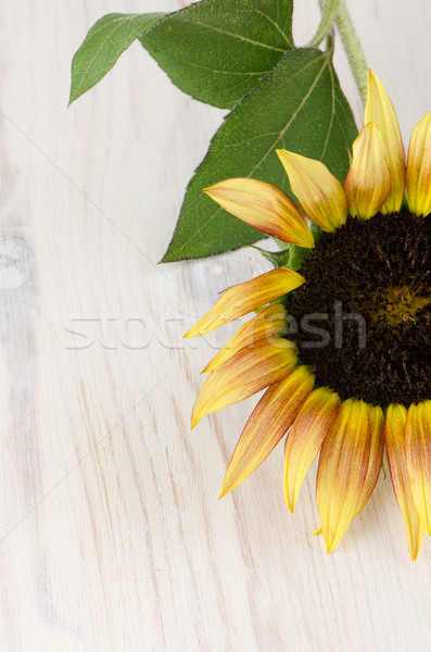 Girasole fiore bella ione legno bianco Foto d'archivio © homydesign