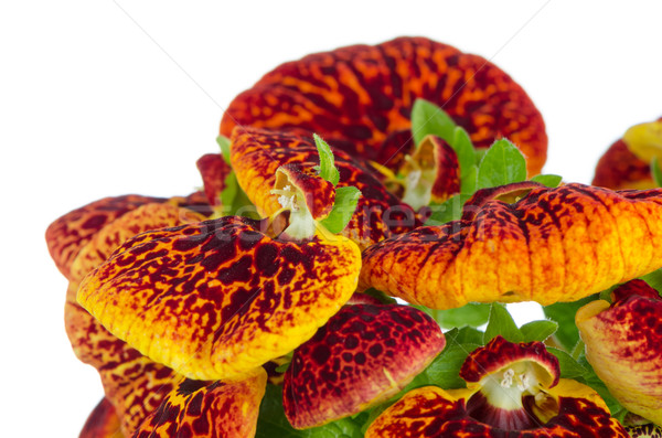 Closeup of yellow and red calceolarua flowers Stock photo © homydesign