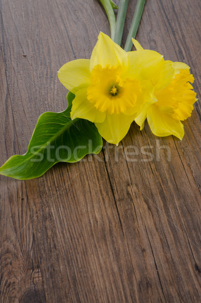 Stock photo: Jonquil flowers