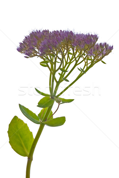 Beautiful purple flower Stock photo © homydesign