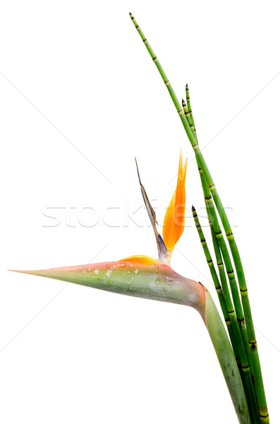 őshonos dekoratív örökzöld növény állvány virág Stock fotó © homydesign