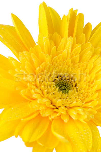 Yellow gerbera daisy flower Stock photo © homydesign