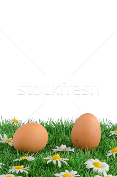 Due uova erba artificiale margherite isolato bianco Foto d'archivio © homydesign
