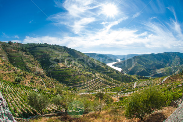 vineyars in Douro Valley Stock photo © homydesign