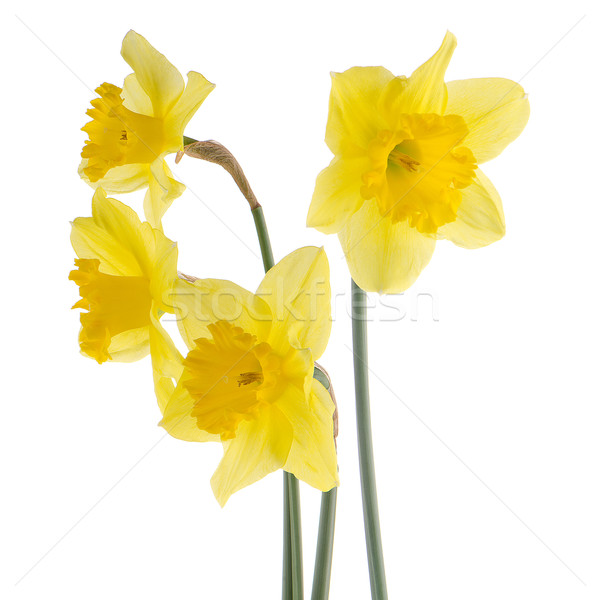 Yellow jonquil flowers Stock photo © homydesign