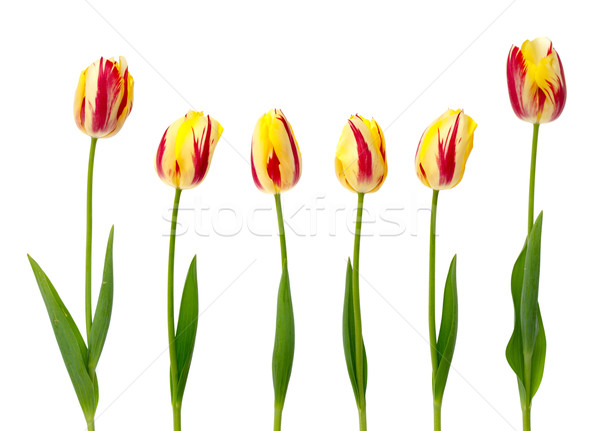Set of yellow and red tulips Stock photo © homydesign