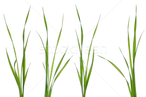 Grüne Blätter Gras isoliert weiß Blumen abstrakten Stock foto © homydesign