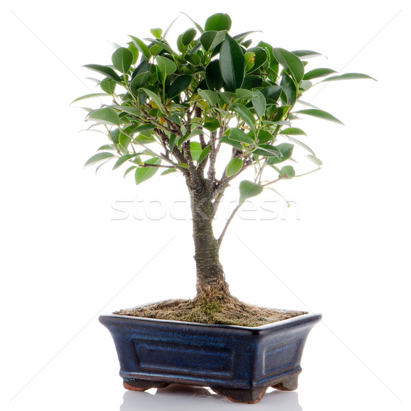 Foto stock: Chino · verde · bonsai · árbol · aislado · blanco