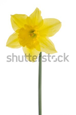Stock photo: Jonquil flower