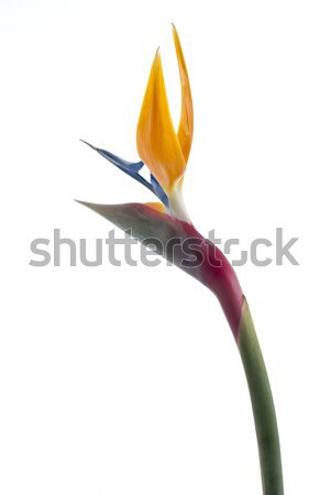 Bird of paradise flower (Strelitzia reginae) isolated on white b Stock photo © homydesign