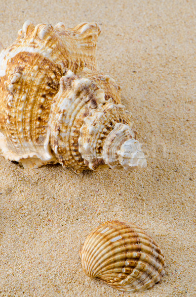 Sea shell and conch on sand Stock photo © homydesign